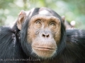 Chimpanzee Trek-142