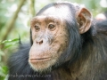 Chimpanzee Trek-145