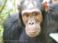 Chimpanzee Trek-148