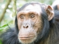 Chimpanzee Trek-152