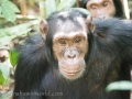 Chimpanzee Trek-157