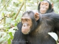 Chimpanzee Trek-163