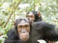 Chimpanzee Trek-165