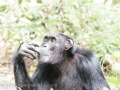 Chimpanzee Trek-222