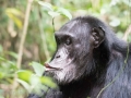 Chimpanzee Trek-238