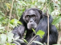 Chimpanzee Trek-242