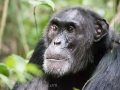 Chimpanzee Trek-244