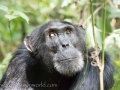 Chimpanzee Trek-252