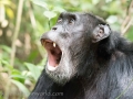 Chimpanzee Trek-256