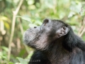 Chimpanzee Trek-258