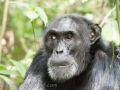 Chimpanzee Trek-262