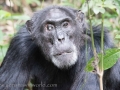 Chimpanzee Trek-284