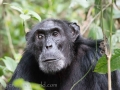 Chimpanzee Trek-296