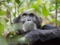 Chimpanzee Trek-38