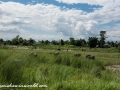 Chitwan NP (24)