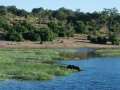 chobe-124