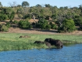 chobe-137