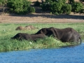 chobe-140