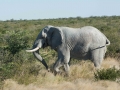 chobe-5