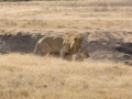 Ngorongoro Crater-113