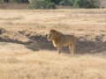 Ngorongoro Crater-122