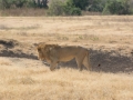 Ngorongoro Crater-124