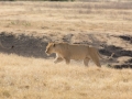 Ngorongoro Crater-125