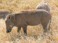 Ngorongoro Crater-154