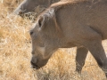 Ngorongoro Crater-156