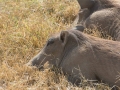 Ngorongoro Crater-157