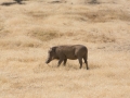 Ngorongoro Crater-161