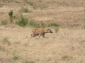 Ngorongoro Crater-163