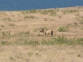 Ngorongoro Crater-165