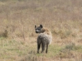 Ngorongoro Crater-170