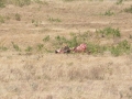 Ngorongoro Crater-174