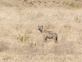 Ngorongoro Crater-175