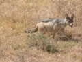 Ngorongoro Crater-176