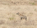 Ngorongoro Crater-177