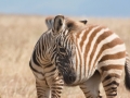 Ngorongoro Crater-184