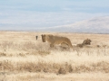 Ngorongoro Crater-206