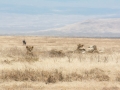 Ngorongoro Crater-207