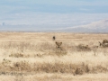 Ngorongoro Crater-208