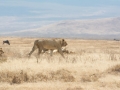 Ngorongoro Crater-210