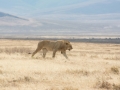 Ngorongoro Crater-214