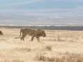 Ngorongoro Crater-215