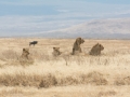 Ngorongoro Crater-217