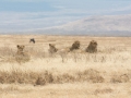 Ngorongoro Crater-219