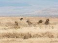 Ngorongoro Crater-221