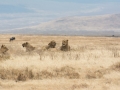 Ngorongoro Crater-222