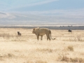 Ngorongoro Crater-223